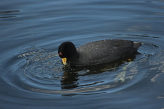 Fulica ardesiaca