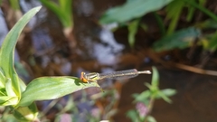 Pseudagrion malgassicum