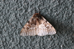 Ormiscodes nigrosignata