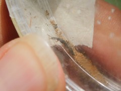 Staphylinidae