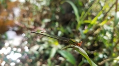 Pseudagrion malgassicum