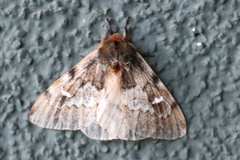 Ormiscodes nigrosignata