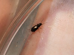 Bembidion