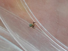 Thomisidae