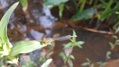 Pseudagrion malgassicum