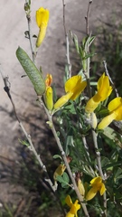 Chamaecytisus ruthenicus
