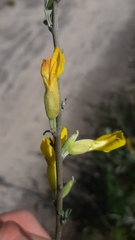Chamaecytisus ruthenicus