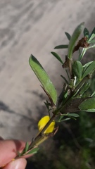 Chamaecytisus ruthenicus