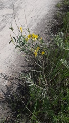 Chamaecytisus ruthenicus