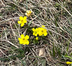 Ranunculus glaberrimus