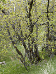 Acer grandidentatum