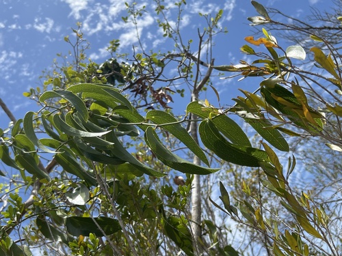 Everglades greenbrier (Smilax coriacea)