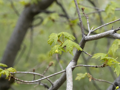 Acer grandidentatum