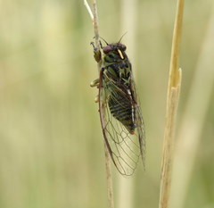 Kikihia peninsularis