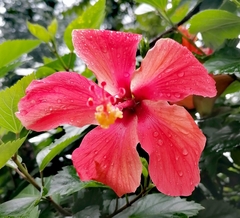 Hibiscus rosa-sinensis