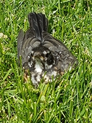Turdus migratorius