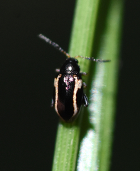 Phyllotreta liebecki