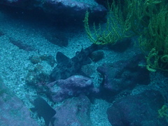 Heterodontus quoyi