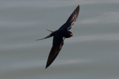 Hirundo rustica