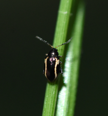 Phyllotreta liebecki