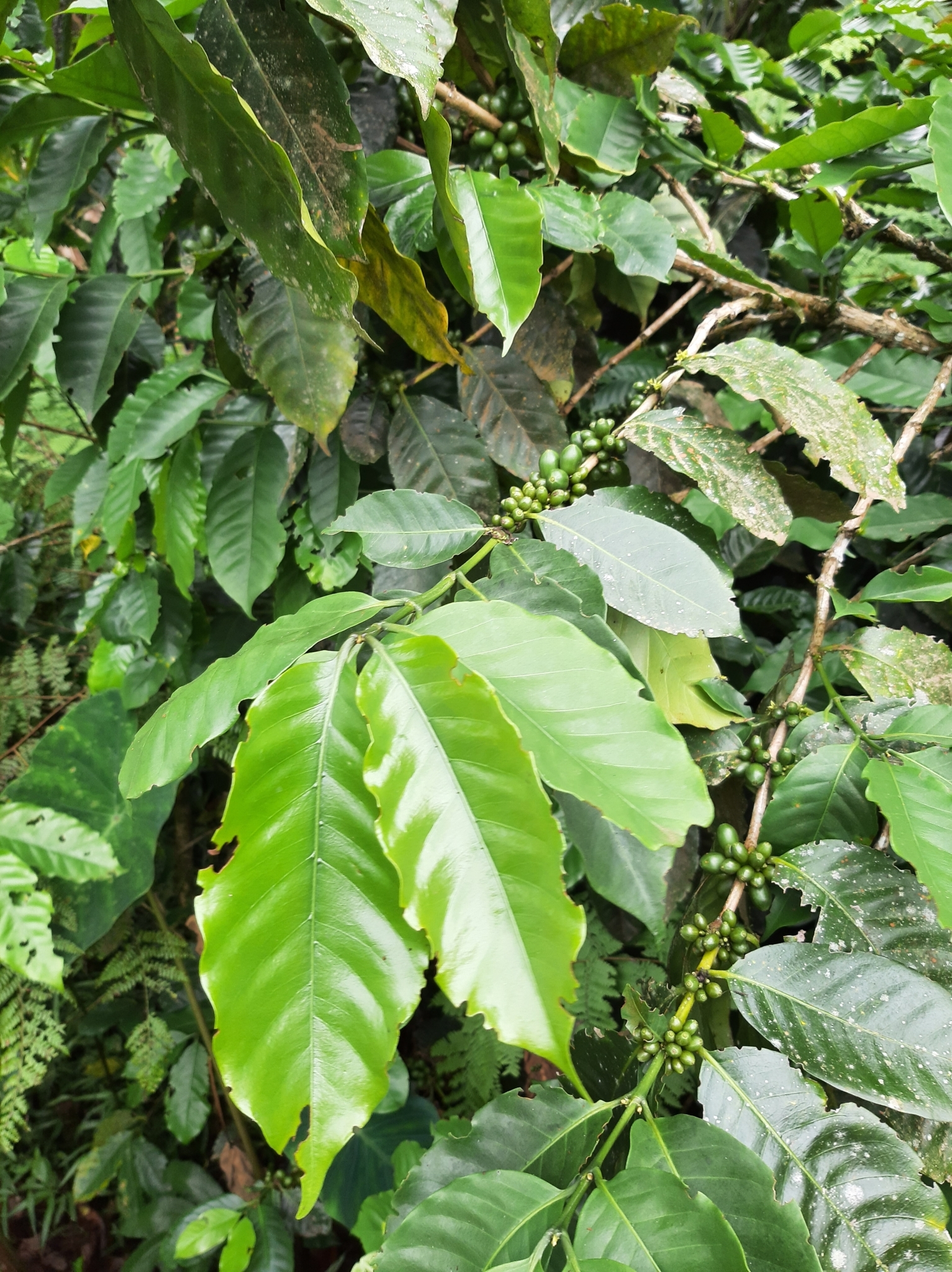 Coffea image