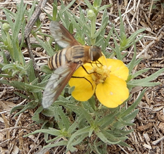 Exoprosopa brevirostris