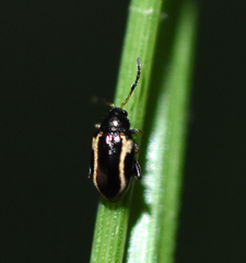 Phyllotreta liebecki