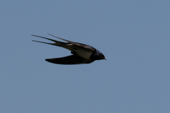 Hirundo rustica