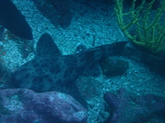 Heterodontus quoyi