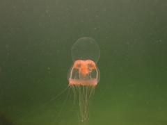 Catablema vesicarium