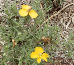Exoprosopa brevirostris