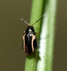 Phyllotreta liebecki