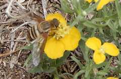 Exoprosopa brevirostris