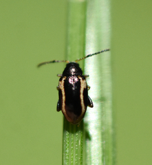 Phyllotreta liebecki