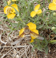 Exoprosopa brevirostris