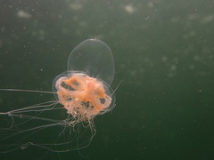 Catablema vesicarium