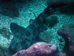 Heterodontus quoyi