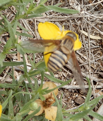 Exoprosopa brevirostris