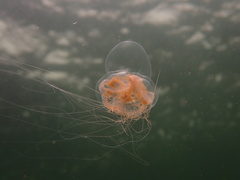 Catablema vesicarium