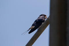 Hirundo rustica