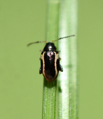 Phyllotreta liebecki