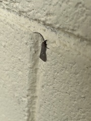 Pygarctia pterygostigma