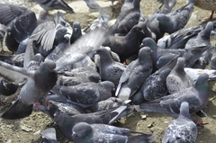 Columba livia domestica