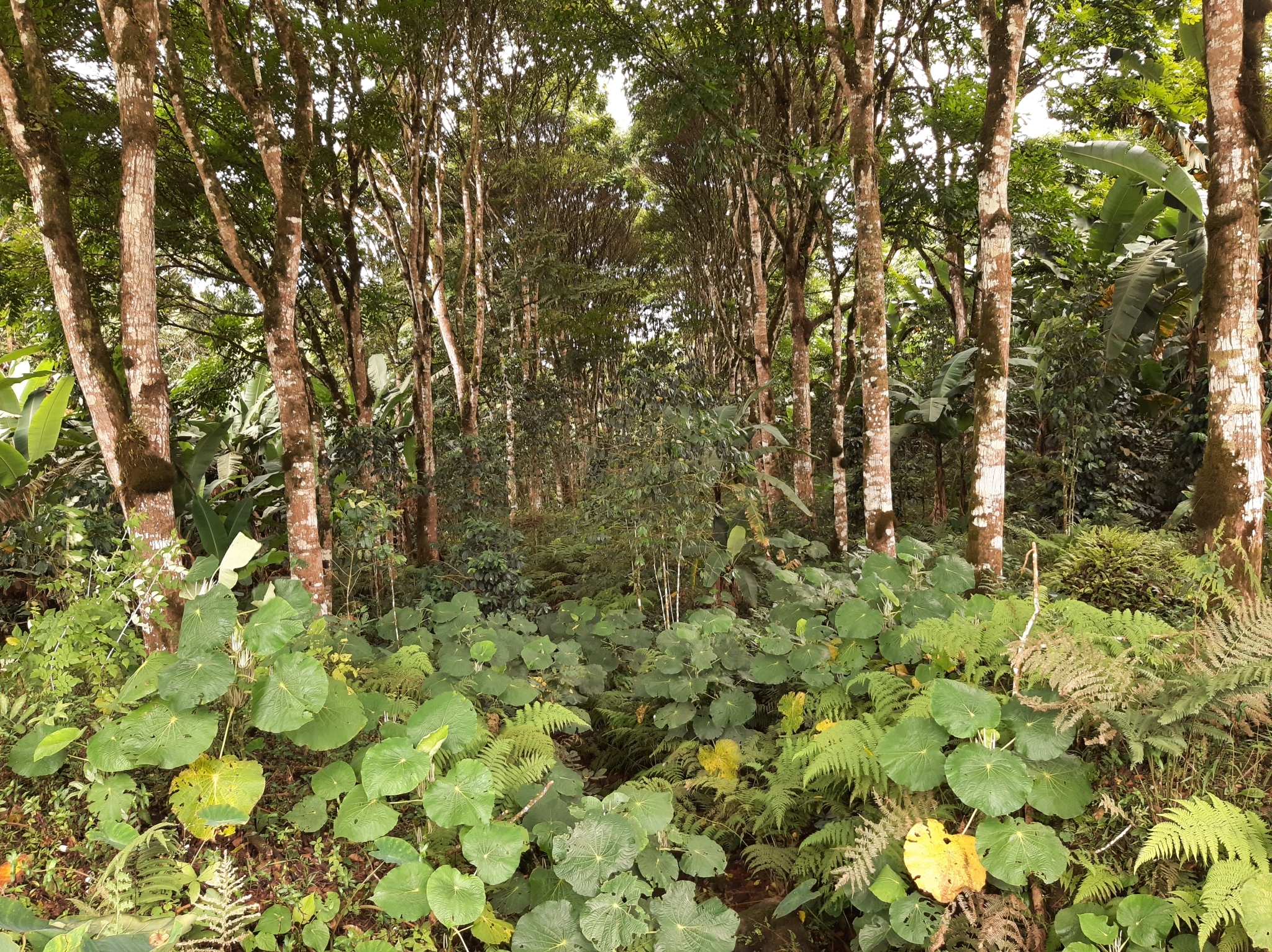 Coffea image