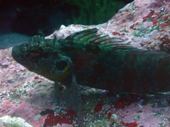 Gobioclinus dendriticus
