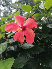 Hibiscus rosa-sinensis
