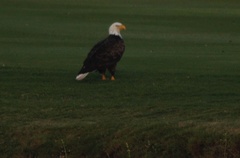 Haliaeetus leucocephalus leucocephalus