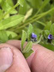 Asperugo procumbens