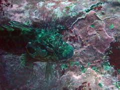 Gobioclinus dendriticus