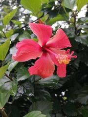 Hibiscus rosa-sinensis